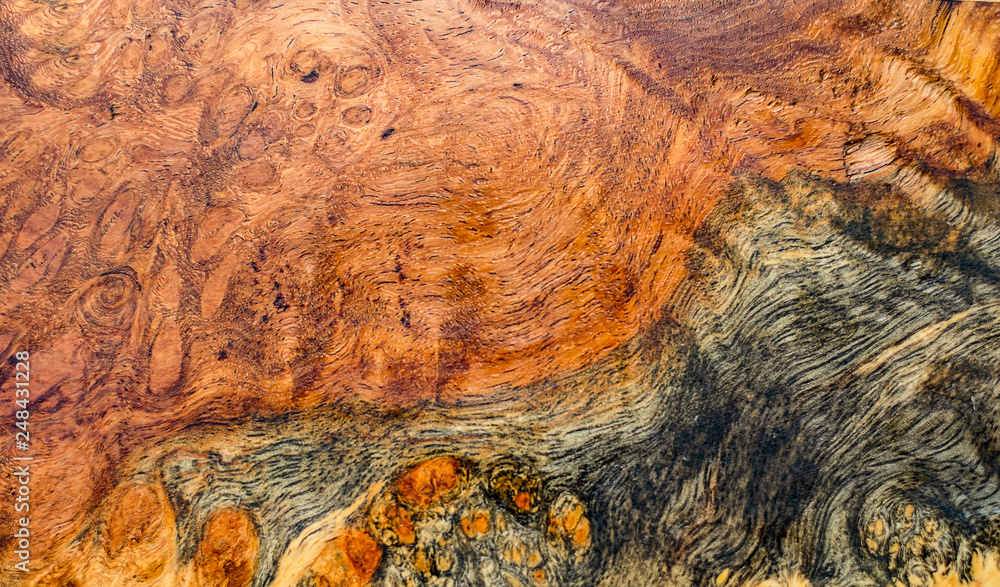 Afzelia burl wood striped for Picture prints interior decoration car, Exotic wooden beautiful pattern for crafts or abstract art texture background Afzelia burl wood striped for Picture prints interior decoration car, Exotic wooden beautiful pattern for crafts or abstract art texture background