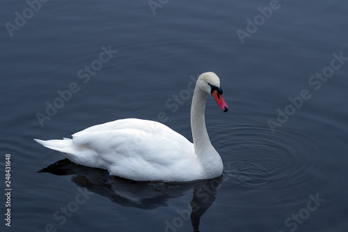 White swan on the lake against the background of dark water