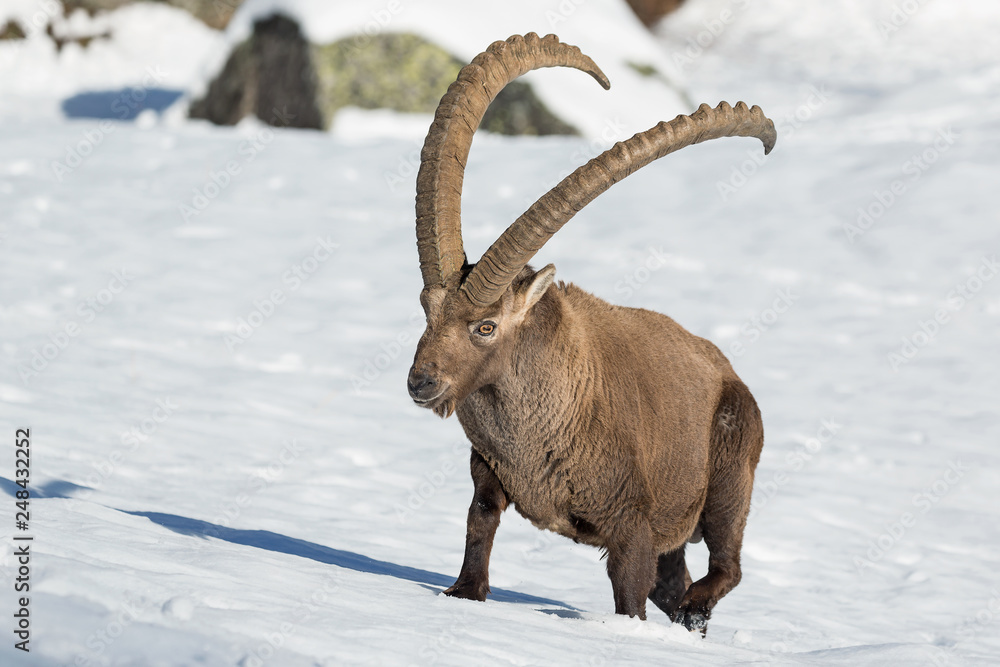 Maschio adulto di stambecco sulla neve (Capra ibex)