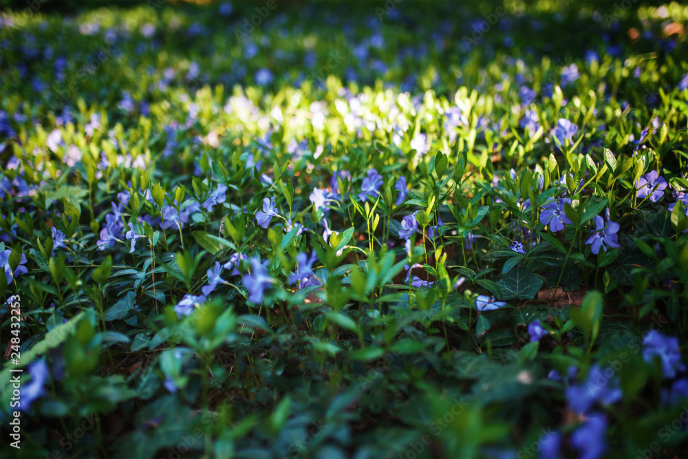 Forest glade with spring blue flowers Forest glade with spring blue flowers