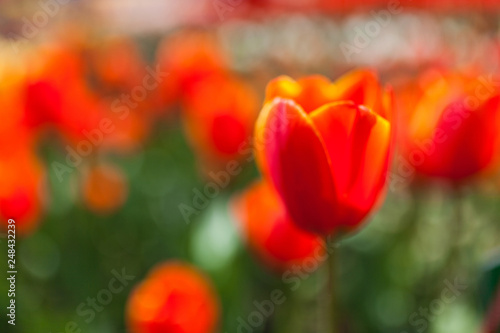 Abstract background with blurred red tulips in the field