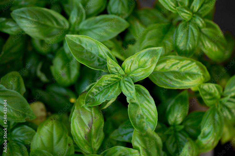 lush basil herb foliage lush basil herb foliage