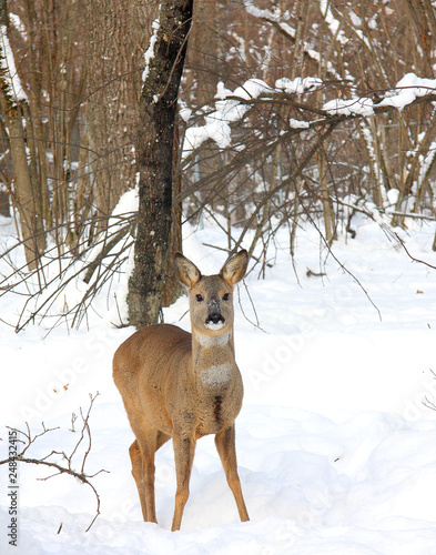 Roe in the winter forest
