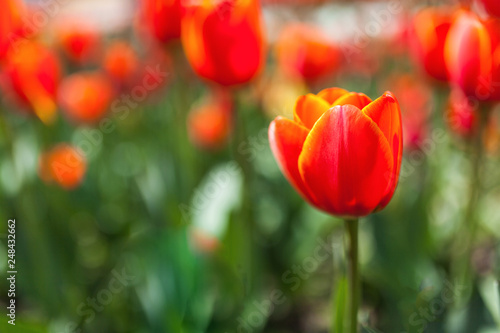 Red tulips in a meadow