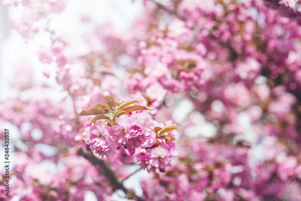 Beautiful pink sakura flower bloom spring background Beautiful pink sakura flower bloom spring background