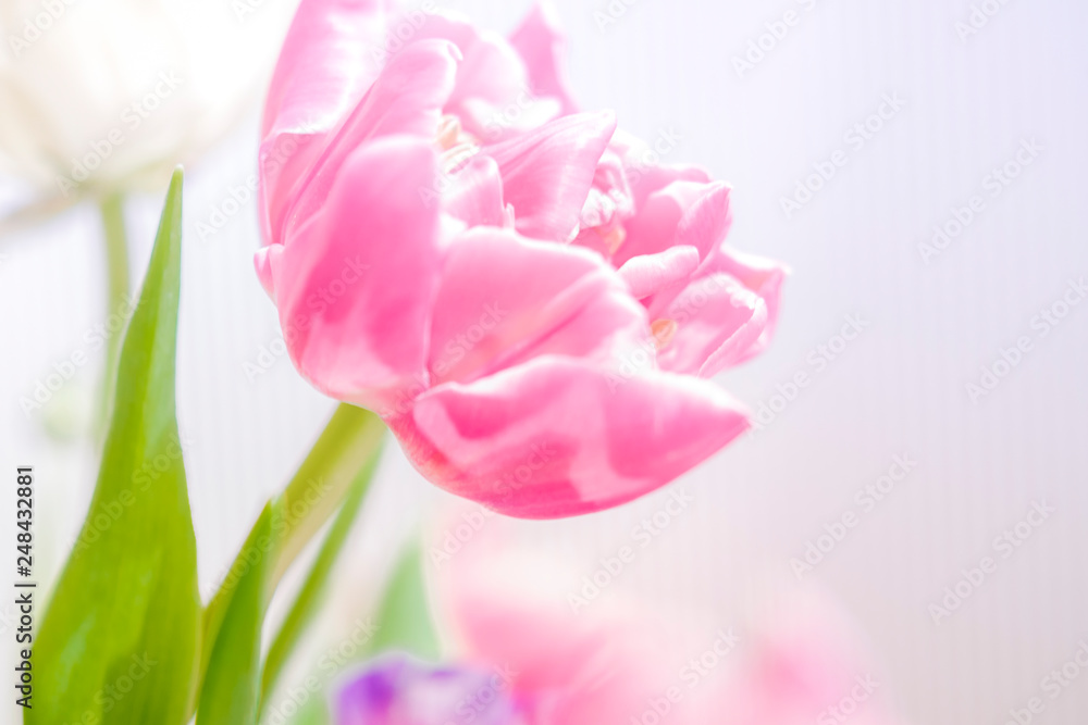 Tulpe in pink, pastell Tulpe in pink, pastell
