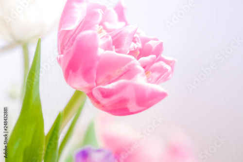 Fototapeta Naklejka Na Ścianę i Meble -  Tulpe in pink, pastell