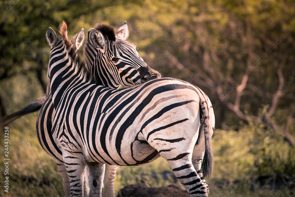 Obraz premium Two Zebras nuzzle each other in Umkhuze Game Reserve, Isimangaliso Wetland Park, South Africa