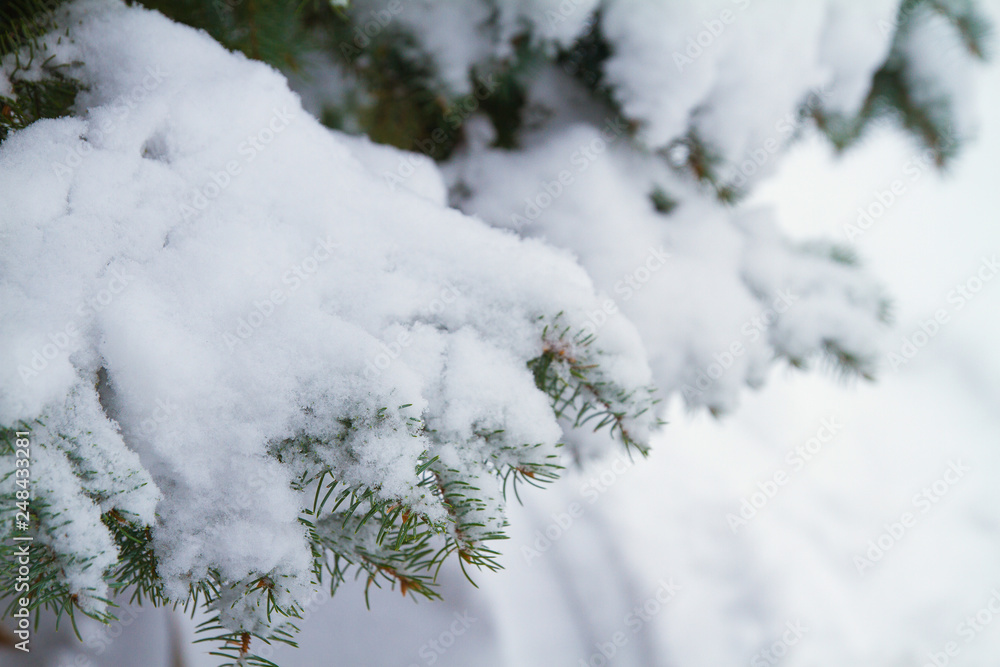 Winter snowy background. Fir tree branches covered with snow in forest