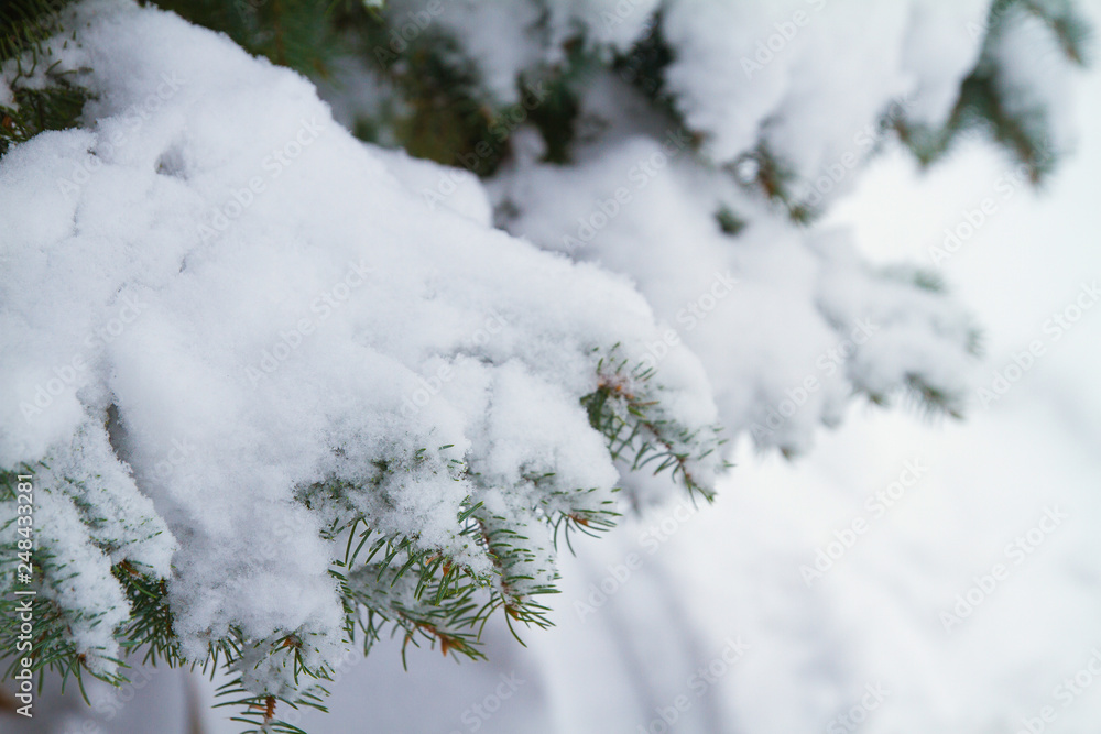 Winter snowy background. Fir tree branches covered with snow in forest Winter snowy background. Fir tree branches covered with snow in forest