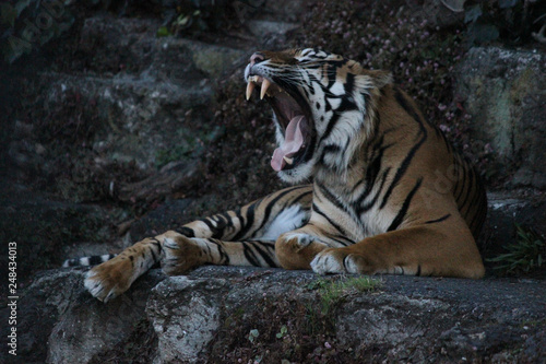 Bengal tiger roaring showing its  canine teeth while resting on the rock. © Puvpix