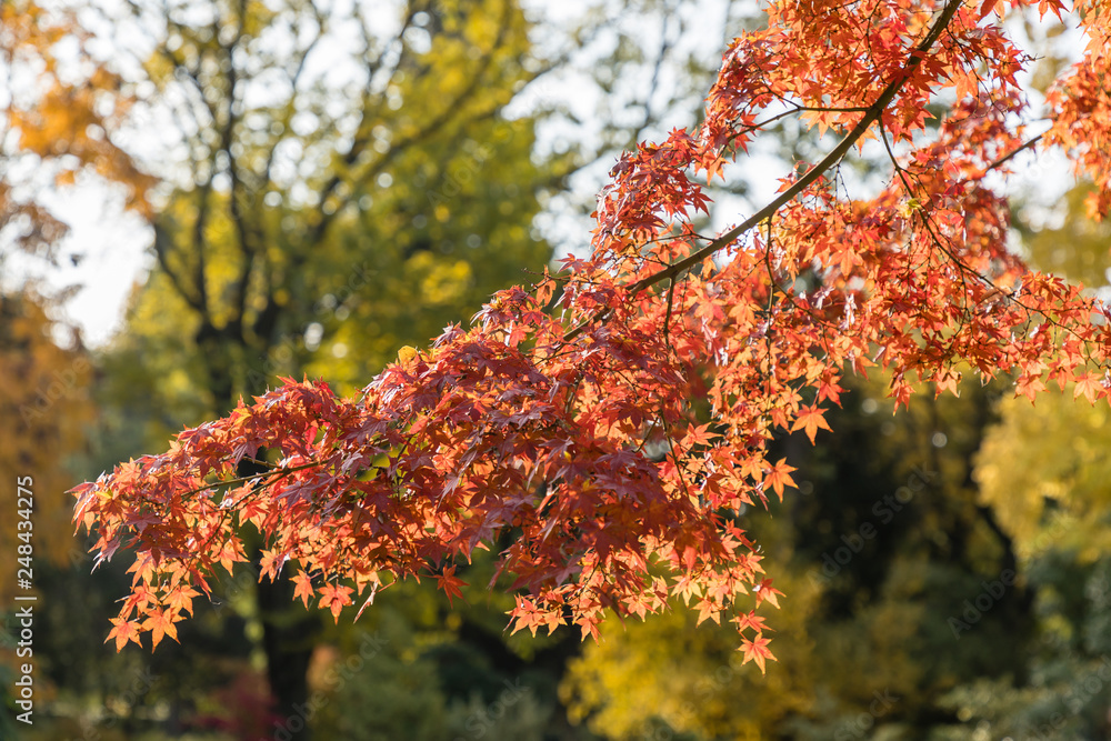 acer palmatum