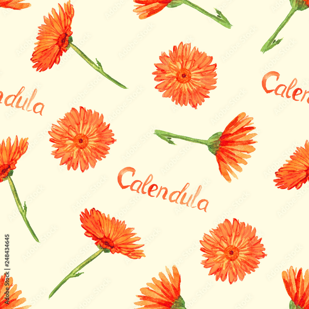 Field marigold (Calendula arvensis)  flowers, hand painted watercolor illustration with inscription, seamless pattern design on soft yellow background