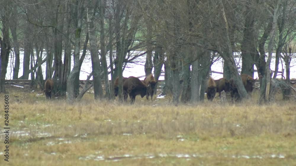 Large herd of European bison in the autumn forest, 4K, animal