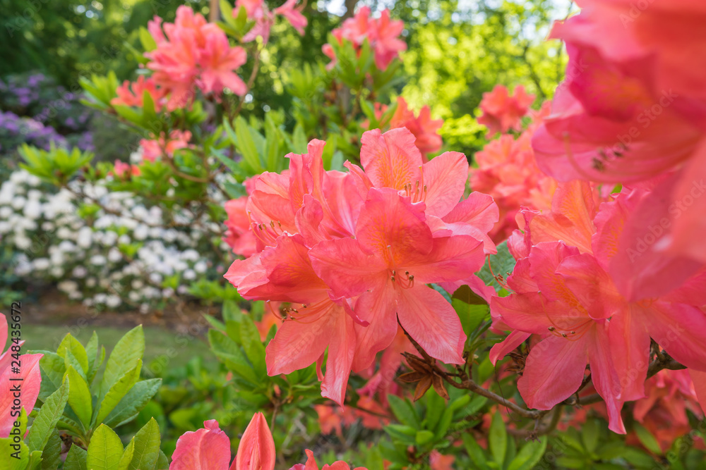 Rhododendron im Garten StockFoto Adobe Stock