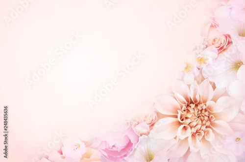 Summer blossoming delicate dahlia blooming flowers festive background  pastel and soft bouquet floral card  toned 