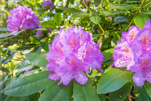 Rhododendron im Garten 