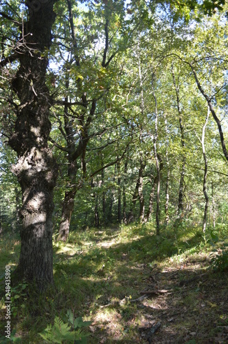 trees in the forest