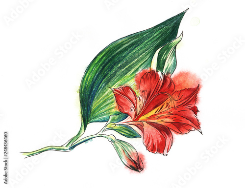 Flower banch of red  Alstroemeria, big blooming blossom, small bud, huge green leaf. Hand drawn watercolor illustration. Isolateed on a white background.