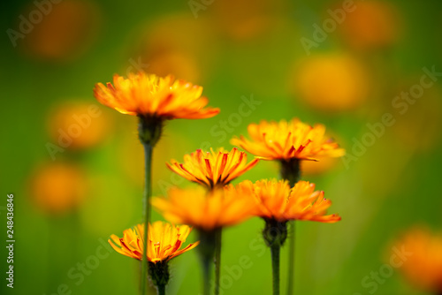 Crepis alpina - Abstract background of Alpine flowers © Andrei Armiagov