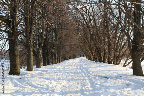 Photograph of the road in the winter forest.