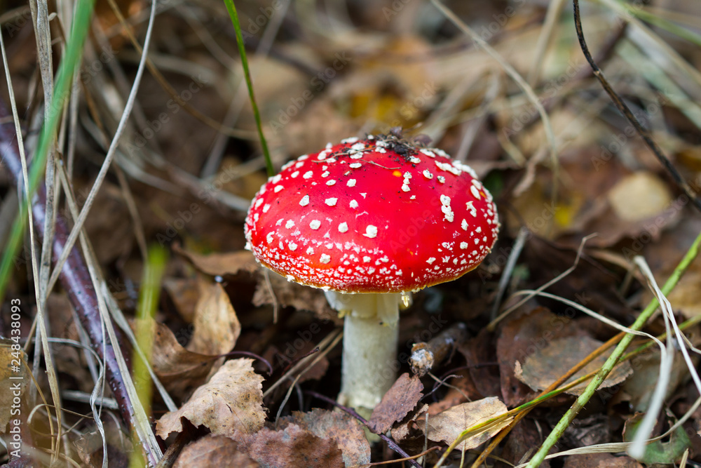 Red and white fly agaric close-up Red and white fly agaric close-up