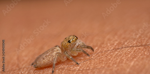 Little jumping spider crawling on skin. Light brown jumping spider looking at the camera with its peripheral vision