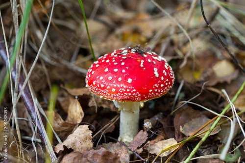 Red and white fly agaric close-up