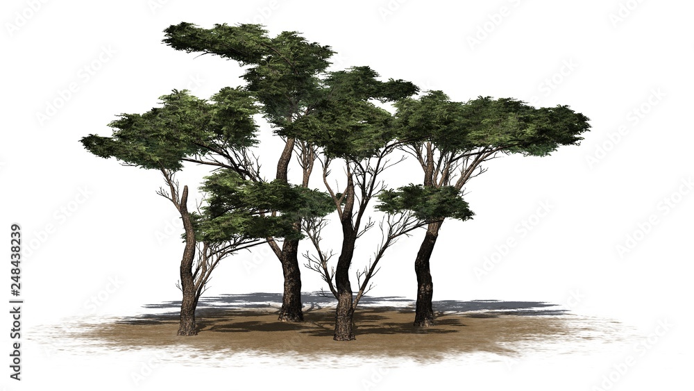 several various Umbrella Thorn Trees on a sand area - isolated on white background