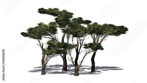 several various Umbrella Thorn Trees with shadow on the floor - isolated on white background