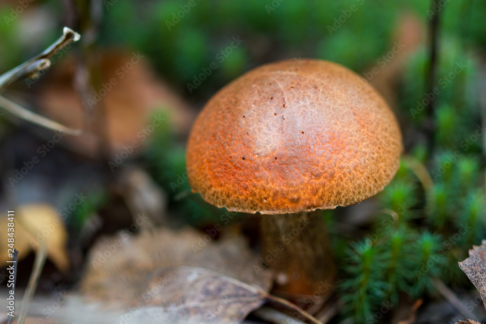 Orange-cap boletus Orange-cap boletus