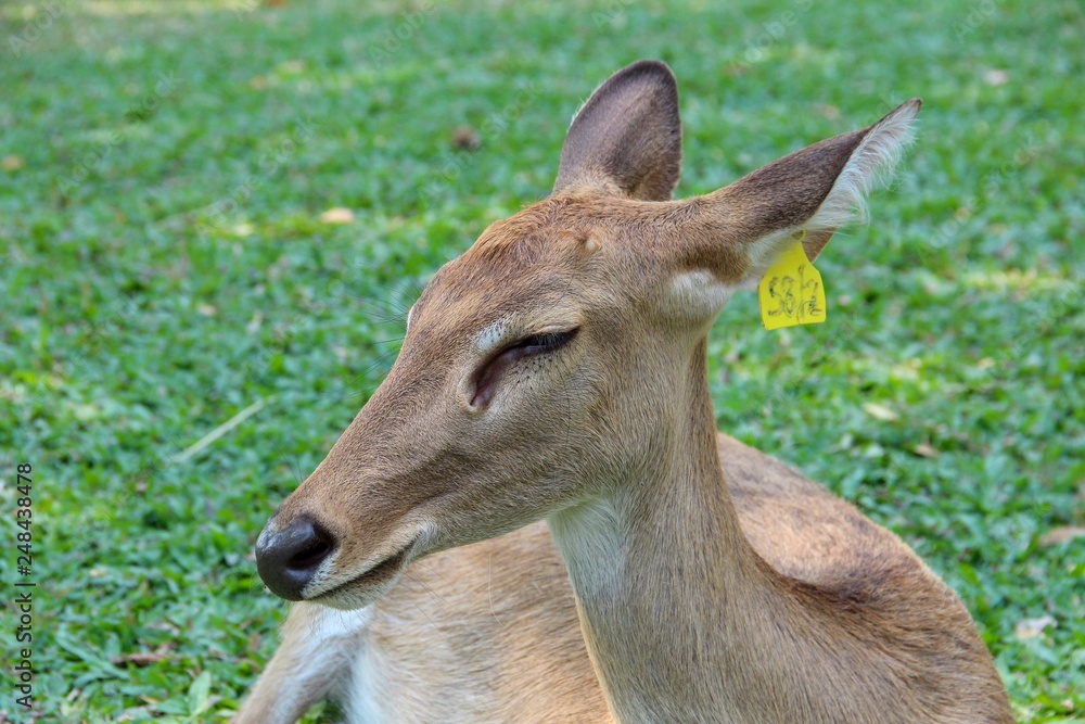 Closeup portrait young deer sitting with small tag on ear in blurred grass background 
