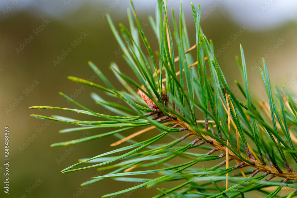 Pine branch close-up