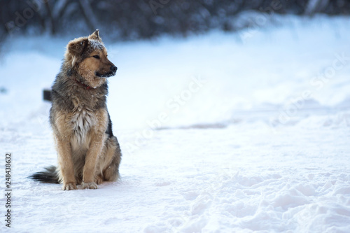Stray One dogs alone in the winter. Snowing. A homeless animal. Animal protection. © Konstantin