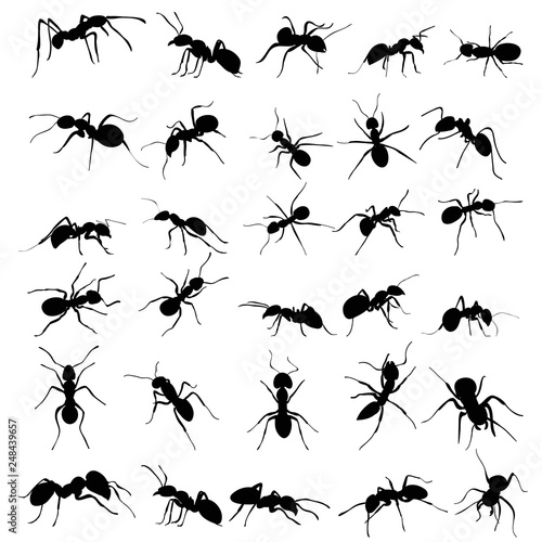 vector, isolated, ant crawling silhouette, set, collection © zolotons