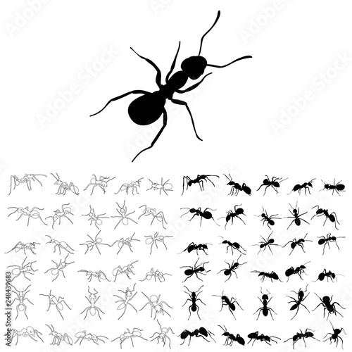 sketch and silhouette of an ant crawling, set © zolotons