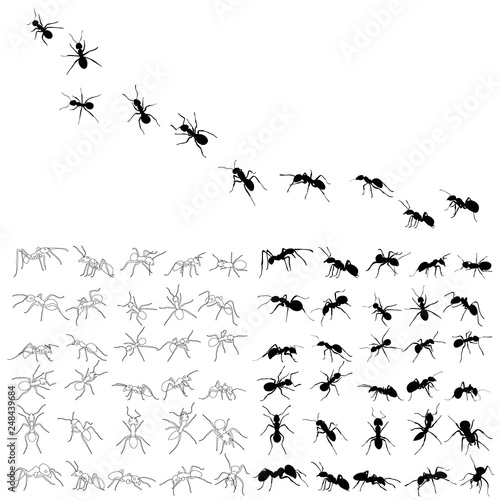 set of ant silhouette, isolated, vector