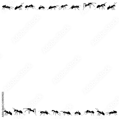 silhouette of ants that crawl on a white background, isolated