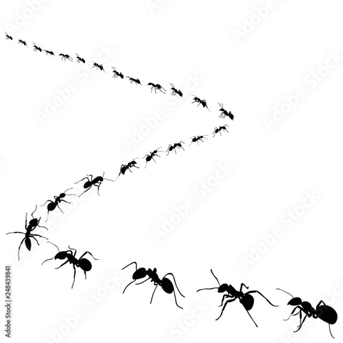 silhouette of ants that crawl on a white background, isolated, vector