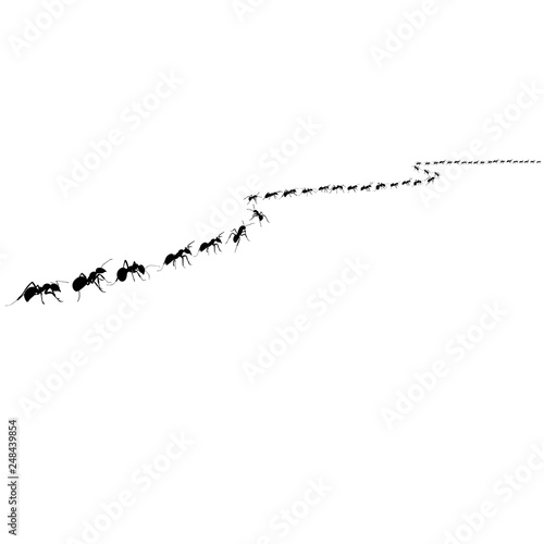 ant colony crawling