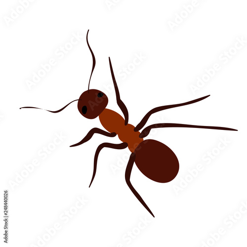 brown ant crawling, isolated © zolotons