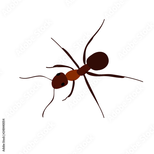 brown ant crawling, isolated, vector