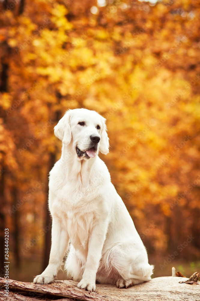 beautiful golden retriever dog in yellow autumn landscape beautiful golden retriever dog in yellow autumn landscape
