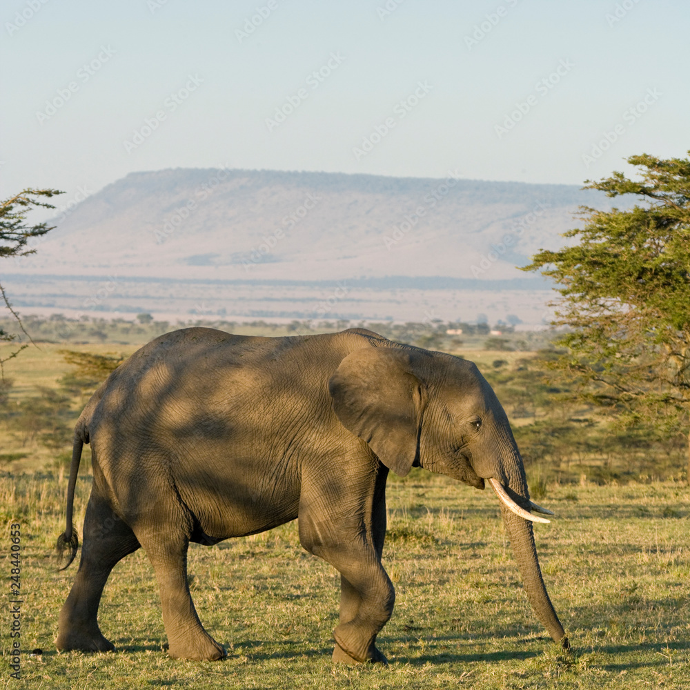 Naklejka premium African Elephant
