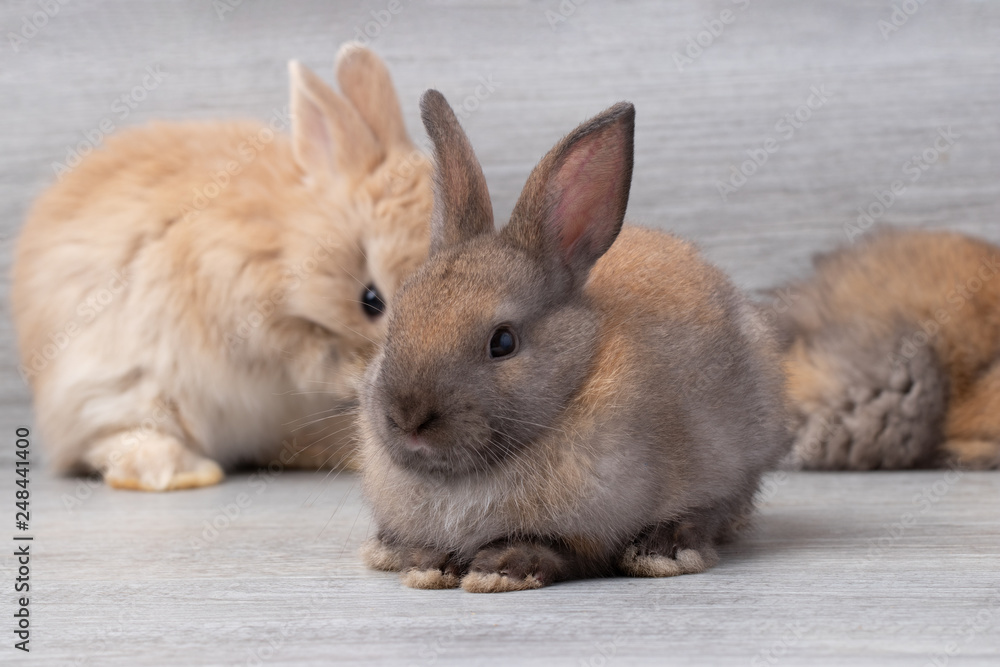 Obraz premium Group of little brown rabbit sitting on gray wooden background at studio. It's small mammals in the family Leporidae of the order Lagomorpha. Animal studio portrait. Golden tone.