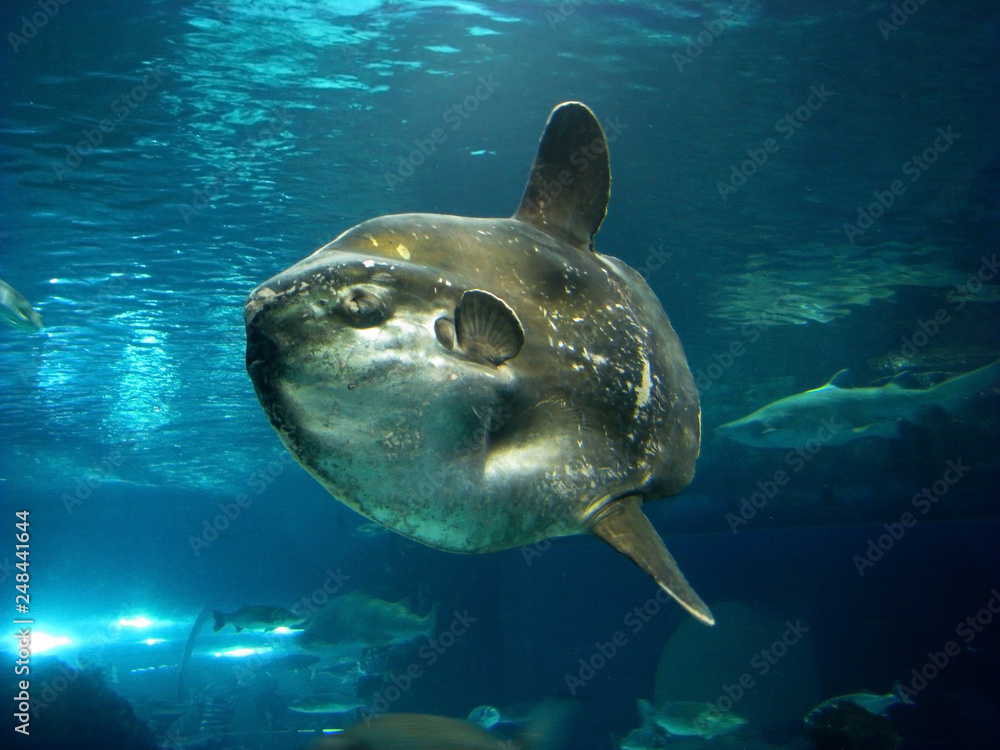 Fototapeta premium Moonfish in the water column