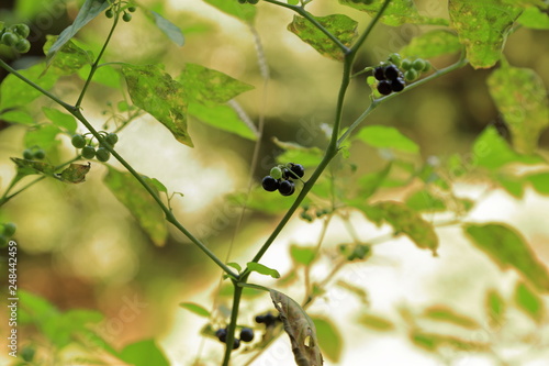黒いイヌホウズキの実