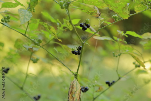 黒いイヌホウズキの実