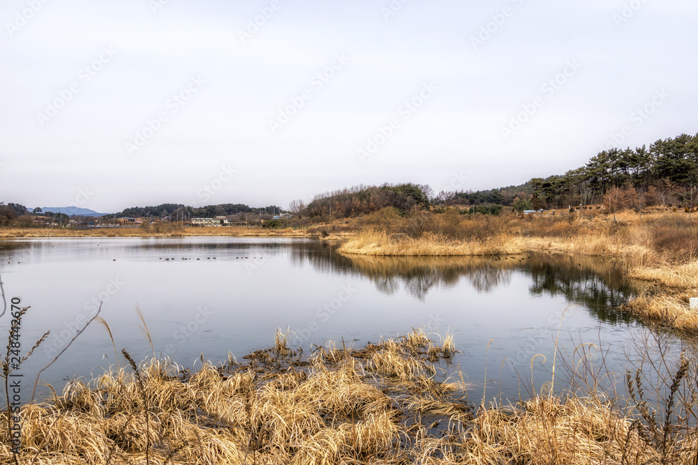 Younghwasil Pond and reeds