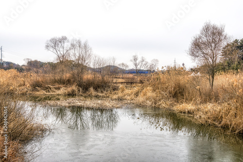 Wetlands surrounded by reeds